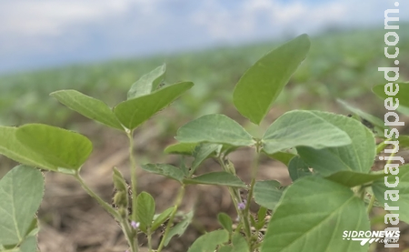 Soja: Pressão externa e seca reduzem produção no Brasil, mas preços reagem Soja: Pressão externa e seca reduzem produção no Brasil, mas preços reagem