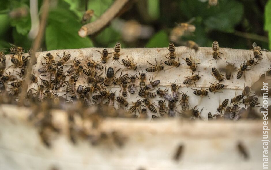 Trabalhador morre após ser atacado por enxame de abelhas em Coxim
