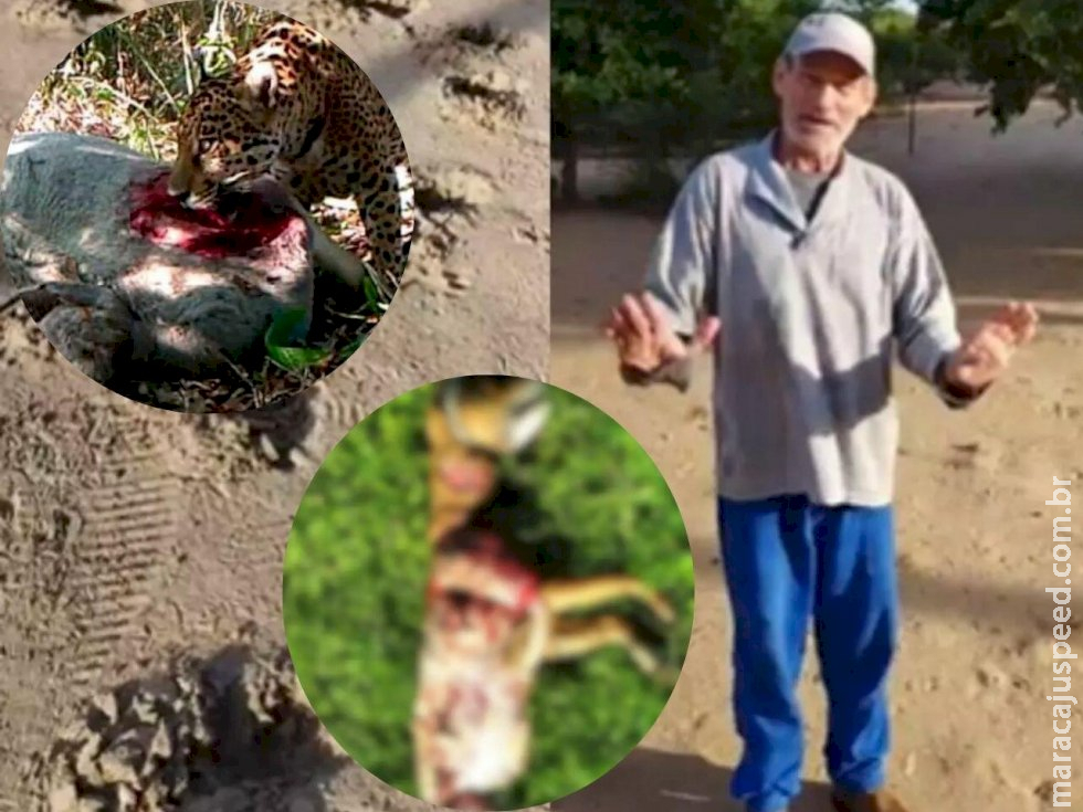 Antes de humano, ataques de onças a cachorros aumentaram 50% no Pantanal, diz Instituto Antes de humano, ataques de onças a cachorros aumentaram 50% no Pantanal, diz Instituto