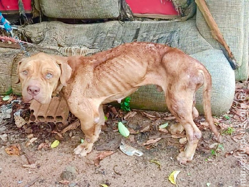 Cão é encontrado em extrema magreza, sem comida e água no Jardim Canguru Cão é encontrado em extrema magreza, sem comida e água no Jardim Canguru