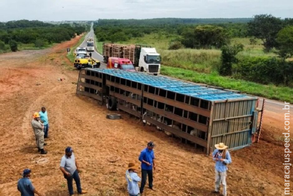 Carreta carregada com bois tomba e motorista fica ferido na MS-395 Carreta carregada com bois tomba e motorista fica ferido na MS-395