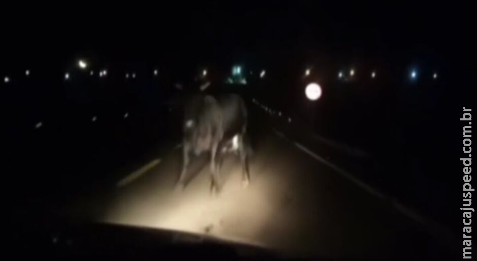 Casal atropela vaca em rodovia e fica ferido em Eldorado