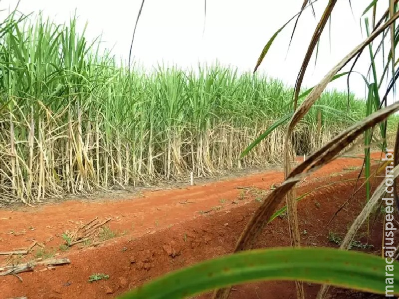 Conab estima produção de 663,4 milhões de toneladas de cana Conab estima produção de 663,4 milhões de toneladas de cana
