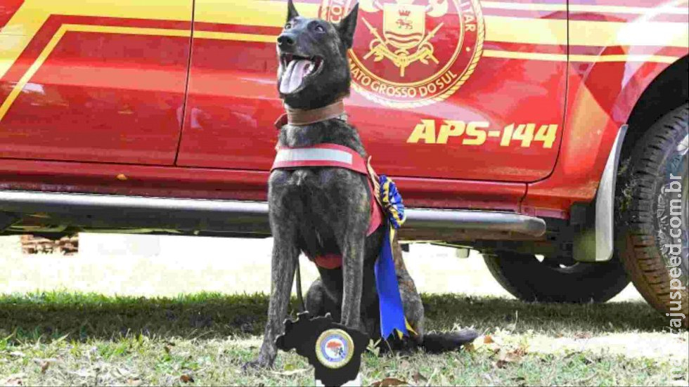 De MS, cadela Laika é destaque em ranking nacional em certificações de resgate De MS, cadela Laika é destaque em ranking nacional em certificações de resgate