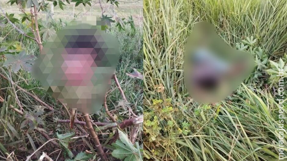 Dupla morre ao tentar roubar gado no Paraguai; corpo foi encontrado decapitado Dupla morre ao tentar roubar gado no Paraguai; corpo foi encontrado decapitado