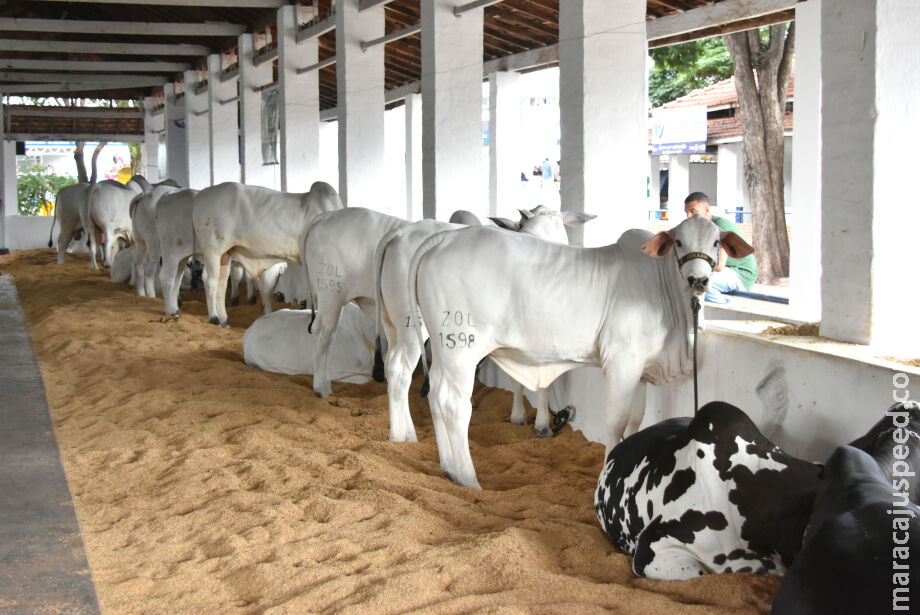 Exportações de carne bovina de MS para os EUA dispararam antes de tarifaço de Trump