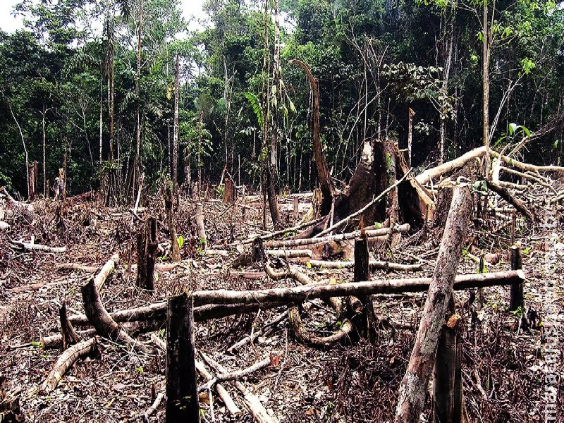 Fazendeiro que desmatou 1,6 mil hectares no Pantanal faz acordo e pagará indenização de meio milhão de reais