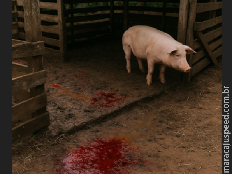 Homens invadem fazenda e abatem porcos em chiqueiro na cidade de Antônio João Homens invadem fazenda e abatem porcos em chiqueiro na cidade de Antônio João