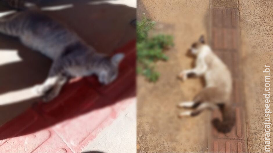 Moradores denunciam abandono e mortes de gatos em condomínio de Campo Grande Moradores denunciam abandono e mortes de gatos em condomínio de Campo Grande