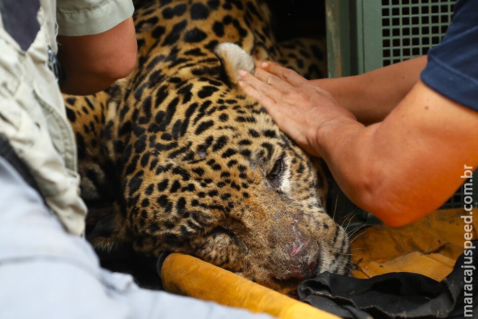 Onça que atacou Jorginho não voltará à natureza