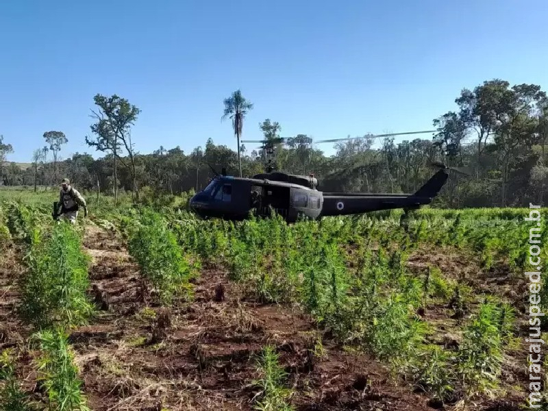 Operação destrói 859 toneladas de maconha que chegariam ao Brasil Operação destrói 859 toneladas de maconha que chegariam ao Brasil