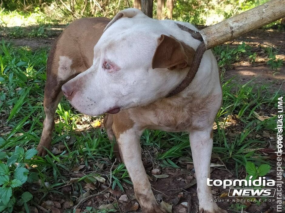 Pitbull é encontrado abandonado ao lado de agrotóxicos em casa no Monte Castelo Pitbull é encontrado abandonado ao lado de agrotóxicos em casa no Monte Castelo