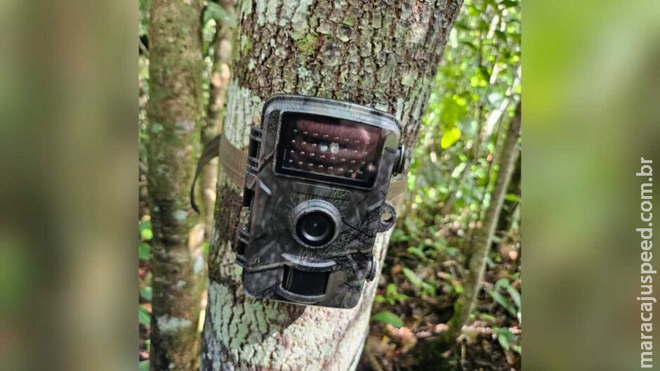 PMA instala câmeras no Pantanal para proteger a fauna e combater crimes ambientais PMA instala câmeras no Pantanal para proteger a fauna e combater crimes ambientais