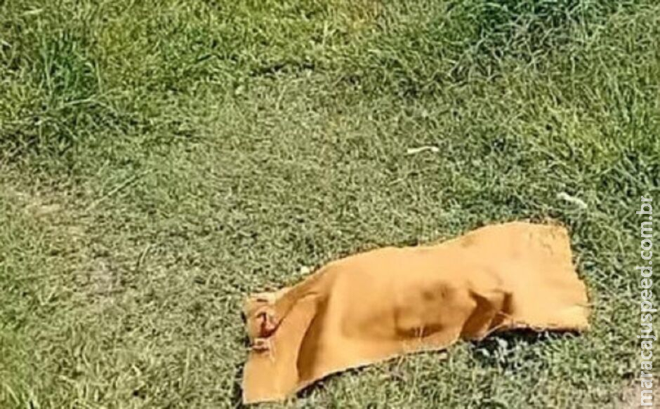 Polícia encontra lençóis com sangue e identifica suspeita de jogar feto fora em Corumbá Polícia encontra lençóis com sangue e identifica suspeita de jogar feto fora em Corumbá