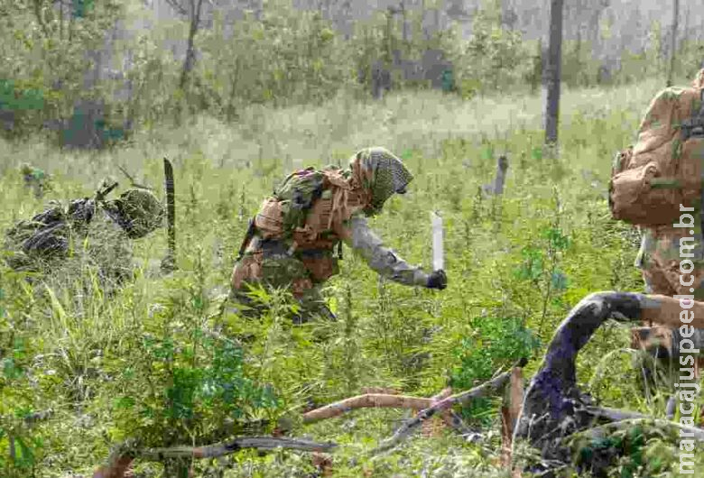 Polícia paraguaia encontra mais de 9 hectares de maconha Polícia paraguaia encontra mais de 9 hectares de maconha