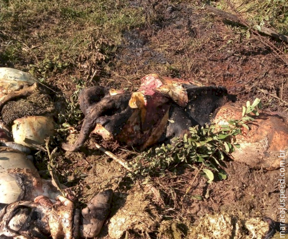 Produtor de Caarapó tem vaca furtada e esquartejada Produtor de Caarapó tem vaca furtada e esquartejada
