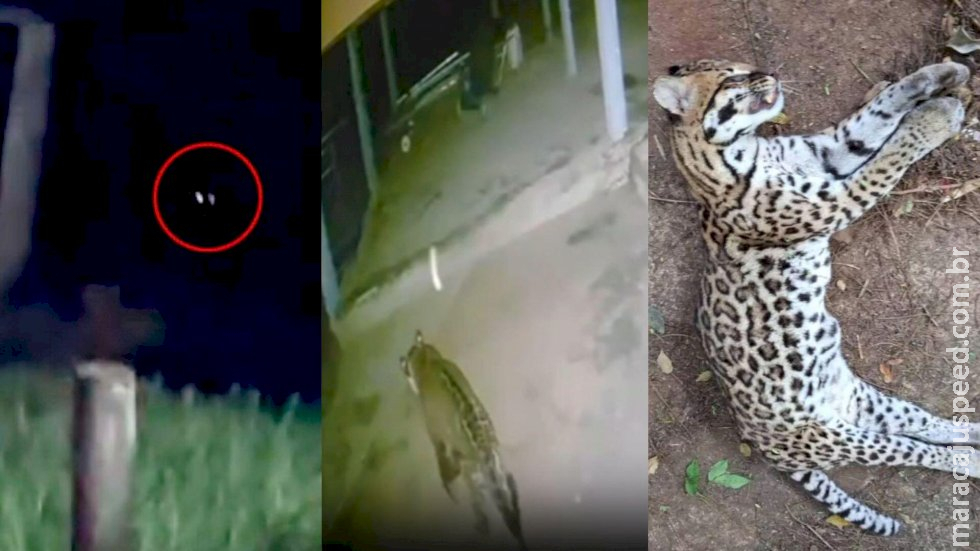 Algo está acontecendo no Pantanal? Por que felinos estão chegando cada vez mais perto de cidades e pessoas em MS Algo está acontecendo no Pantanal? Por que felinos estão chegando cada vez mais perto de cidades e pessoas em MS