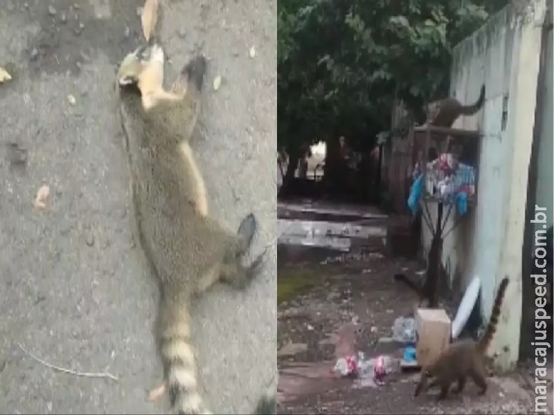 Atropelamento de quatis preocupa moradora no bairro Silvia Regina: ‘estão morrendo’ Atropelamento de quatis preocupa moradora no bairro Silvia Regina: ‘estão morrendo’