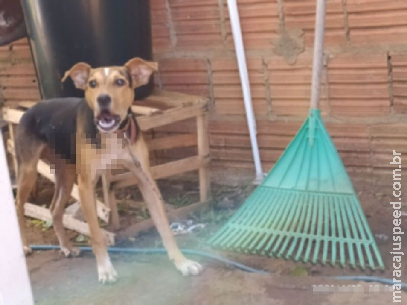 Cão em estado gravíssimo por maus tratos é resgatado em Dourados Cão em estado gravíssimo por maus tratos é resgatado em Dourados