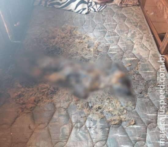 Cãozinho abandonado é encontrado em decomposição sobre colchão em Nova Andradina Cãozinho abandonado é encontrado em decomposição sobre colchão em Nova Andradina