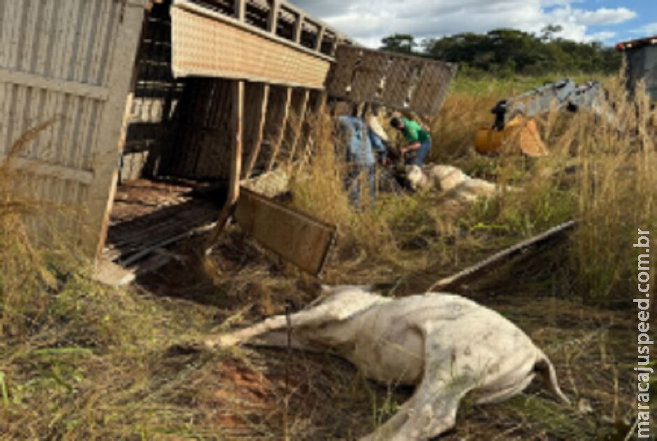Carreta com bois tomba, animais morrem e motorista fica ferido na MS-436 Carreta com bois tomba, animais morrem e motorista fica ferido na MS-436