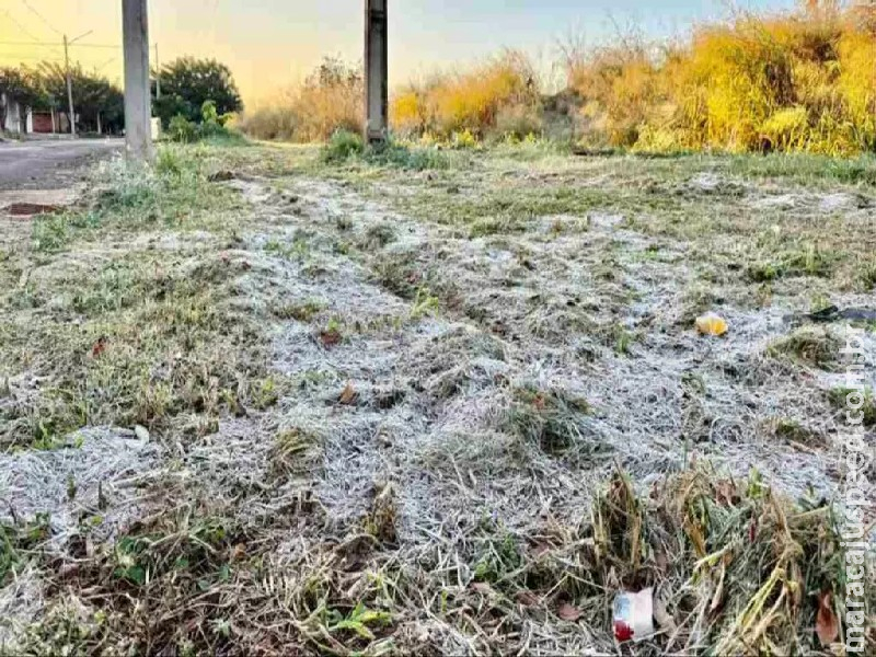 Com frio de 0°C, vegetação congela na primeira geada do ano em Rio Brilhante Com frio de 0°C, vegetação congela na primeira geada do ano em Rio Brilhante