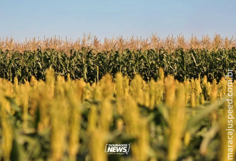 Conab prevê safra de grãos em 332,9 milhões de toneladas Conab prevê safra de grãos em 332,9 milhões de toneladas