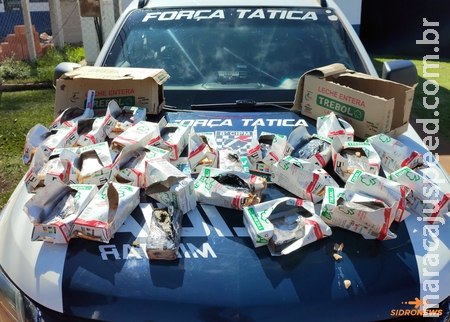 Força Tática da PM apreende quase 11 kg de maconha escondidos em caixas de leite durante abordagem a ônibus Força Tática da PM apreende quase 11 kg de maconha escondidos em caixas de leite durante abordagem a ônibus