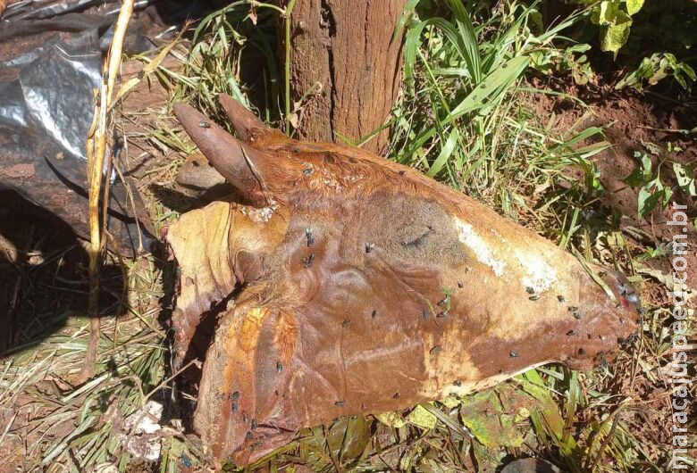 Gado era abatido no local para esconder crime; suspeito é preso em flagrante Gado era abatido no local para esconder crime; suspeito é preso em flagrante