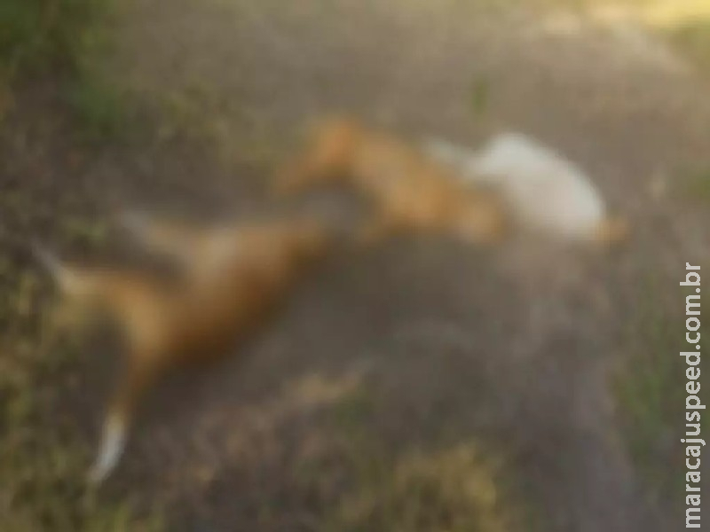 Homem é preso por instalar armadilha eletrificada que matou três cães em MS Homem é preso por instalar armadilha eletrificada que matou três cães em MS