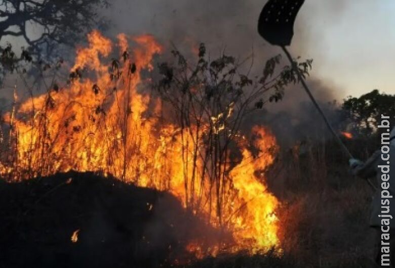 Ibama multa 242 pessoas por incêndios criminosos em 2024 Ibama multa 242 pessoas por incêndios criminosos em 2024