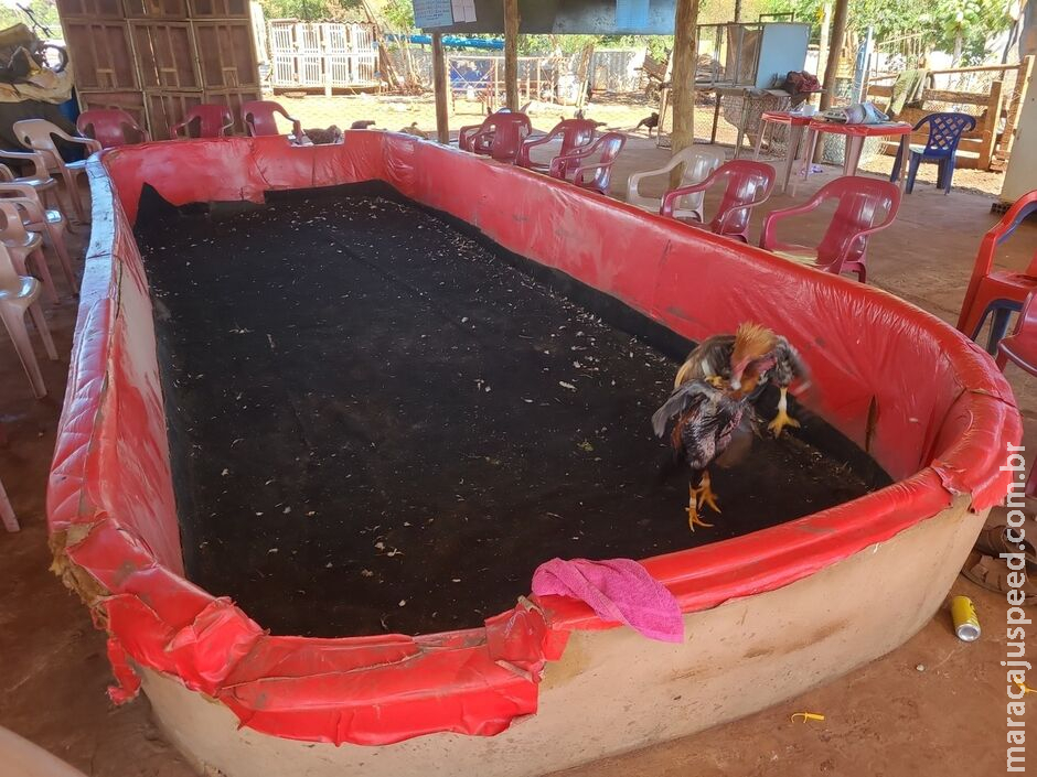 Idoso é preso por promover rinha de galo no Aero Rancho Idoso é preso por promover rinha de galo no Aero Rancho