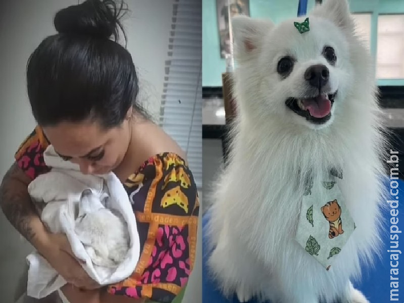 Jovem acusa ex de matar cachorro dela a facadas no interior de SP (vídeo) Jovem acusa ex de matar cachorro dela a facadas no interior de SP (vídeo)