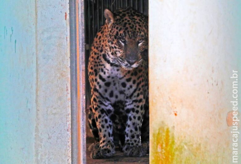 Laudo preliminar indica que caseiro tentou se defender de ataque de onça-pintada no Pantanal Laudo preliminar indica que caseiro tentou se defender de ataque de onça-pintada no Pantanal