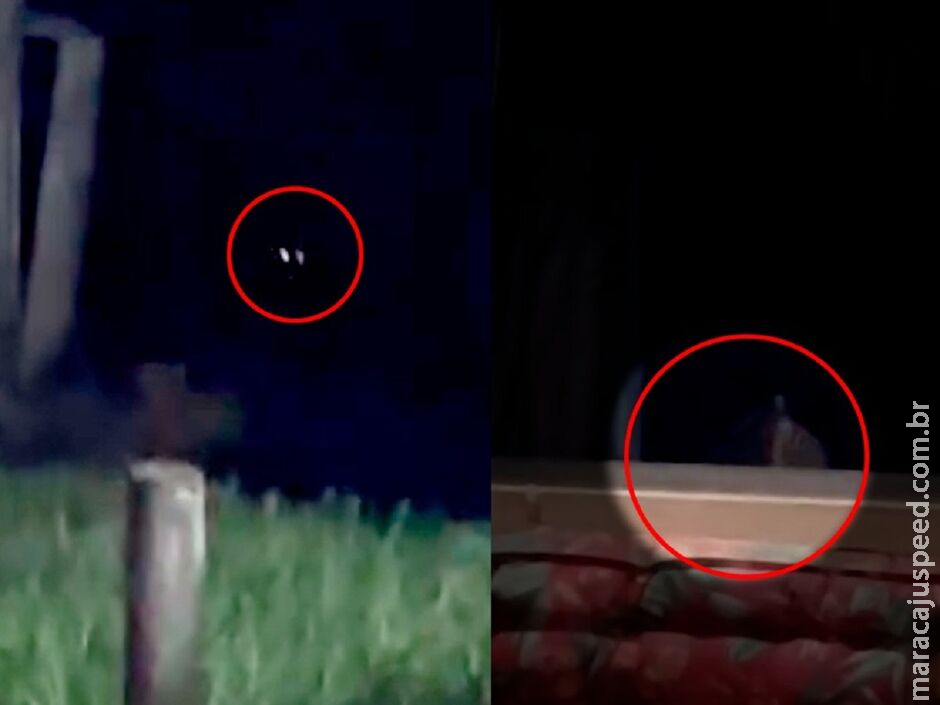 Onça-pintada devora gato de estimação e pula na frente de carro em Aquidauana Onça-pintada devora gato de estimação e pula na frente de carro em Aquidauana
