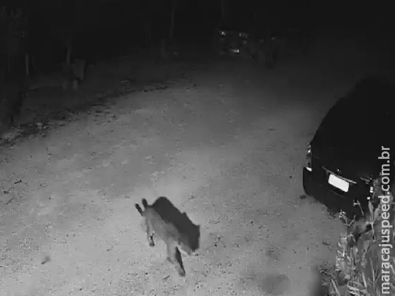 Onças aparecem e atacam animais domésticos, dessa vez em Ladário 