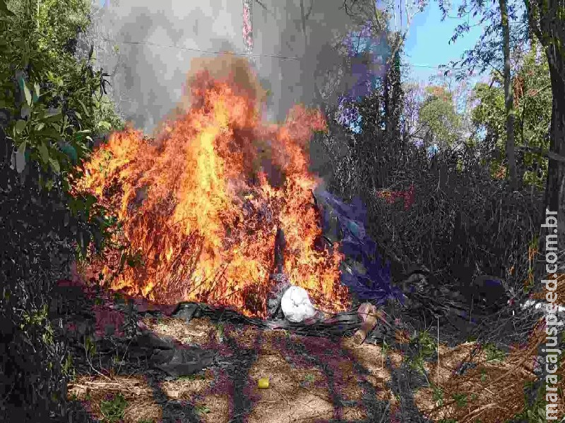 Operação em roças clandestinas da fronteira com MS elimina 63 toneladas de maconha Operação em roças clandestinas da fronteira com MS elimina 63 toneladas de maconha