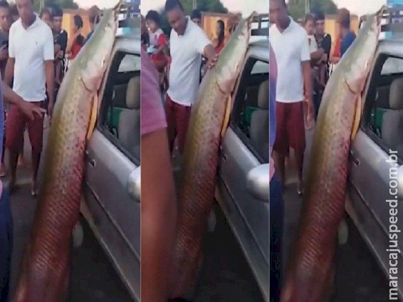 Peixe gigante da Amazônia de mais de 2 metros é pescado na Bahia; entenda qual é risco Peixe gigante da Amazônia de mais de 2 metros é pescado na Bahia; entenda qual é risco