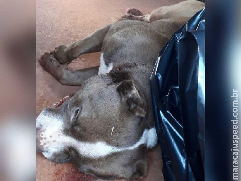 Pitbull avança contra animais, pessoas e é morto a tiros pela PM no Guanandi Leia mais em: https://www.topmidianews.com.br/policia/pitbull-avanca-contra-animais-pessoas-e-e-morto-a-tiros-pela-pm-no/222400/ Pitbull avança contra animais, pessoas e é morto a tiros pela PM no Guanandi Leia mais em: https://www.topmidianews.com.br/policia/pitbull-avanca-contra-animais-pessoas-e-e-morto-a-tiros-pela-pm-no/222400/