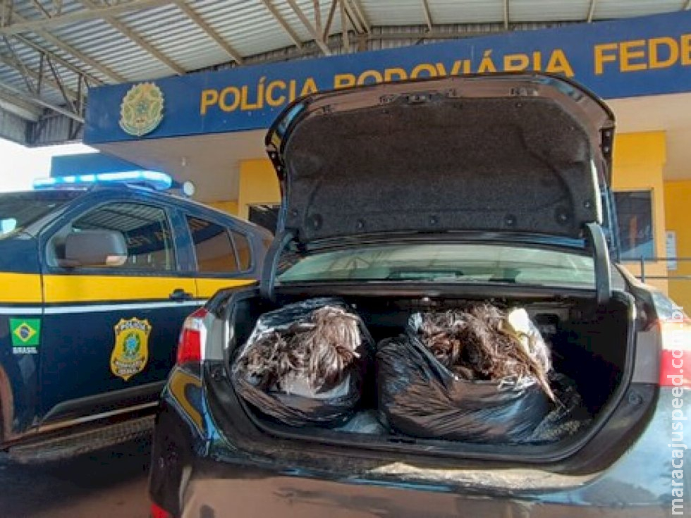 Polícia apreende 70 quilos de cabelos humanos na rodovia BR-262 Polícia apreende 70 quilos de cabelos humanos na rodovia BR-262
