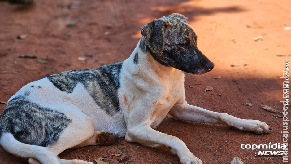 Polícia investiga possível estupro de morador contra cães de rua em Três Lagoas Polícia investiga possível estupro de morador contra cães de rua em Três Lagoas