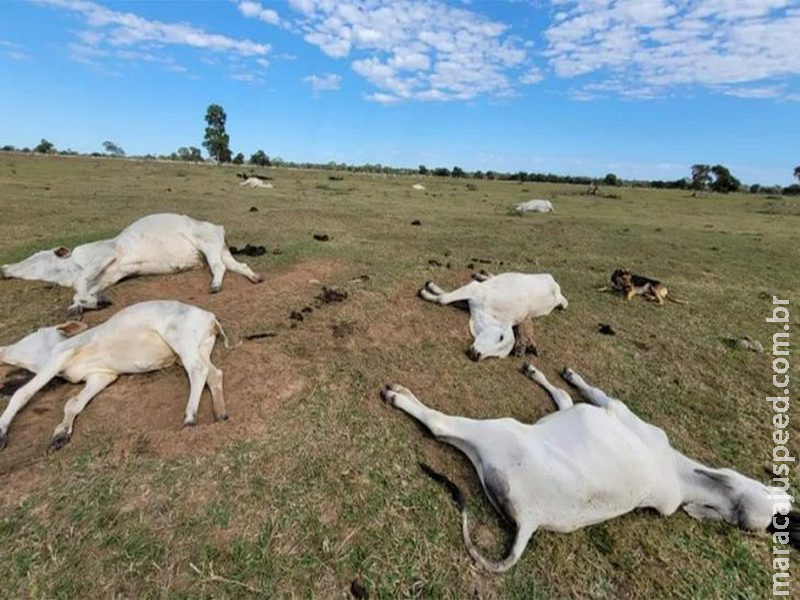 Proximidade de frio intenso renova alerta para risco de morte de animais por hipotermia; veja medidas preventivas Proximidade de frio intenso renova alerta para risco de morte de animais por hipotermia; veja medidas preventivas