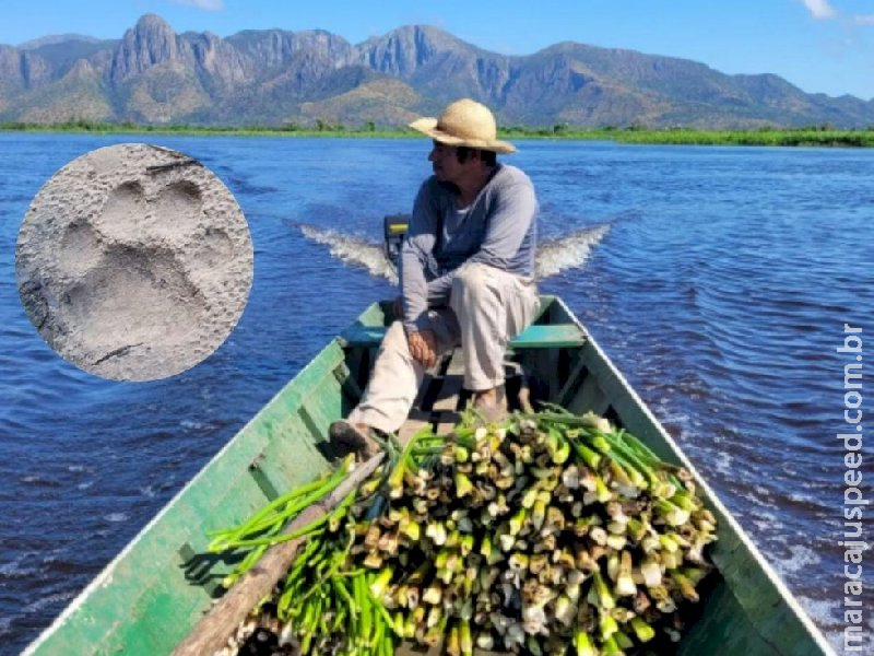 Ribeirinhos usam rojões para afastar onça e pedem cerca elétrica ou alambrado em comunidade no Pantanal Ribeirinhos usam rojões para afastar onça e pedem cerca elétrica ou alambrado em comunidade no Pantanal