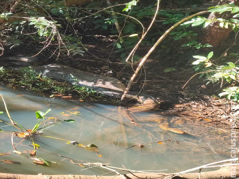 Sucuri é flagrada empanturrada com presa durante digestão às margens de rio em MS