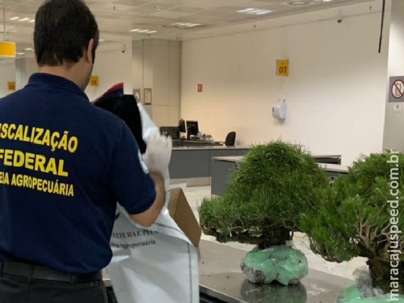 Vigiagro apreende bonsais importados irregularmente no Aeroporto de Guarulhos Vigiagro apreende bonsais importados irregularmente no Aeroporto de Guarulhos
