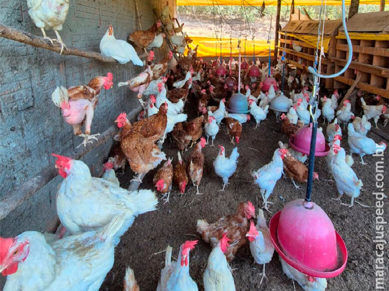 Ação conjunta reforça prevenção à gripe aviária em MS com foco na agricultura familiar Ação conjunta reforça prevenção à gripe aviária em MS com foco na agricultura familiar