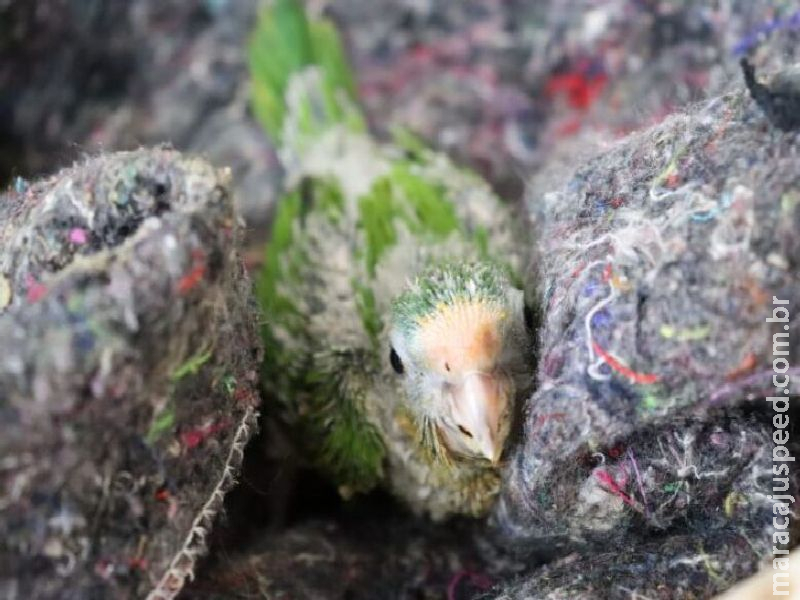 Animais silvestres em tratamento ganham estrutura contra o frio Animais silvestres em tratamento ganham estrutura contra o frio