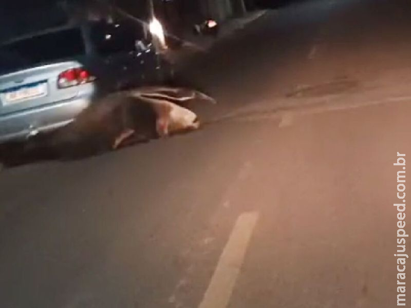 Cachorros colocam tamanduá para correr em rua de Coxim Cachorros colocam tamanduá para correr em rua de Coxim