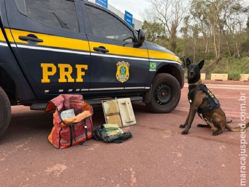 Com auxílio de cães farejadores, polícia apreende cocaína em ônibus Com auxílio de cães farejadores, polícia apreende cocaína em ônibus