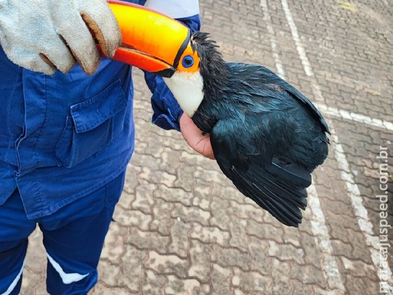 Filhote de tucano é resgatado em shopping de Campo Grande Filhote de tucano é resgatado em shopping de Campo Grande